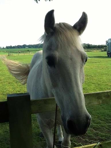 One of the residents of the paddocks - Charlie Pony