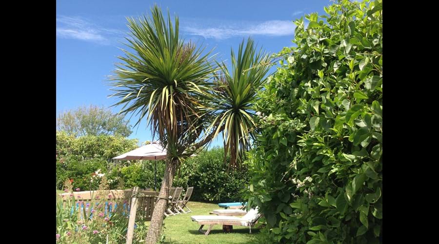 Summertime in the garden