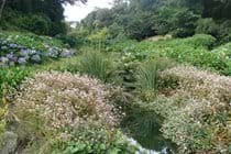 Trebah gardens