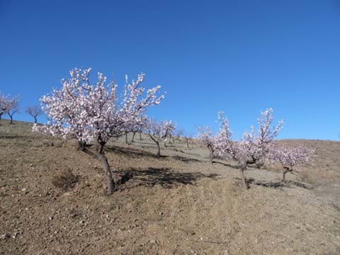 Almond Blossom in and around El Puertecico.