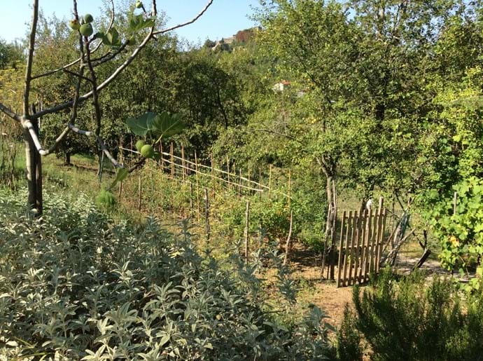 The orto/vegetable patch