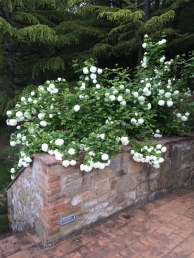 The end of the terrace in June (palla di neve or snowball viburnum)