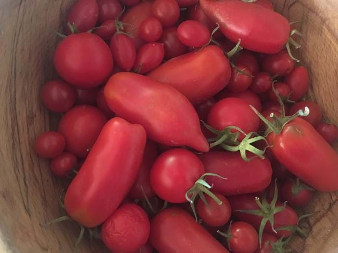 Tomatoes from the vegetable garden