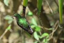 TooMuchNice garden hummingbird