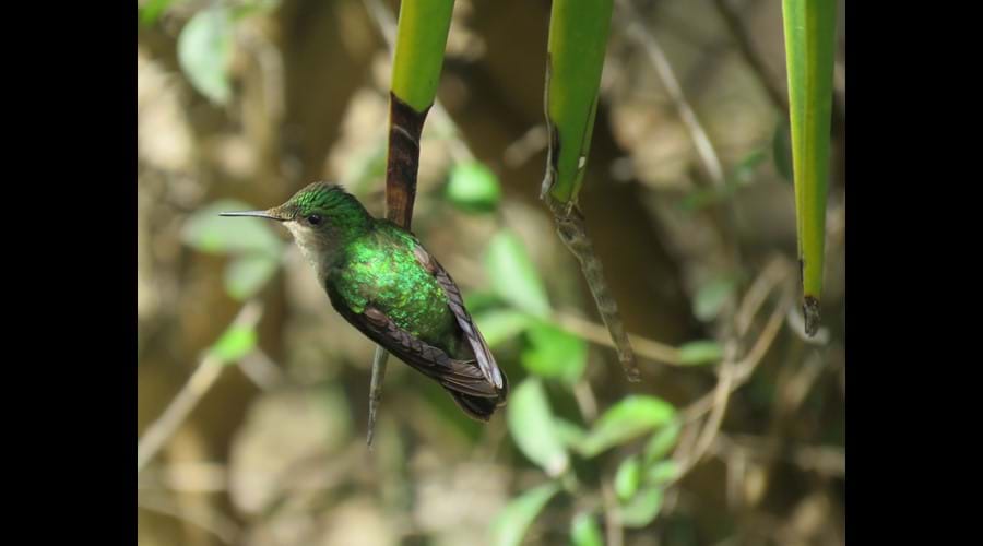 TooMuchNice garden hummingbird