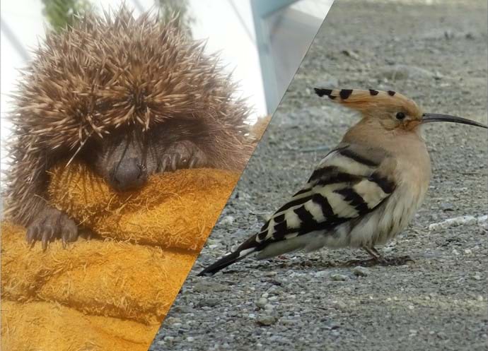 March 2016 - Visitations from a baby hedgehog and migrating hoopoes.