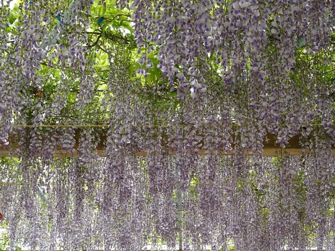 April 2016 - The wisteria looked gorgeous for us, but with nobody else here to enjoy it we think that in future years we will prevent it from wasting so much of its strength on this display of lingerie in the hope that it will grow and provide more shade.