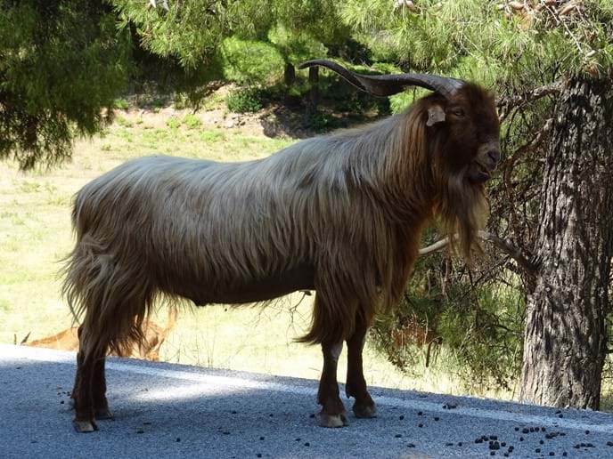 July 2017 - Crossing the island through the forest over the mountain road which runs between Neo Klima/Elios and Skopelos Town we met this handsome beast on the road just by the goat station there.