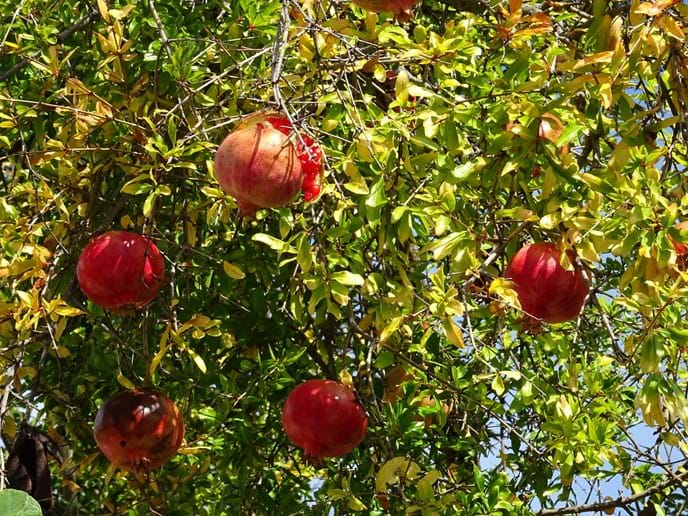Oct 2017 - The beginning of winter is marked by the ripening of the pomegranates. It indicates that it is time for Persephone to return to her husband, Hades, king of the underworld.