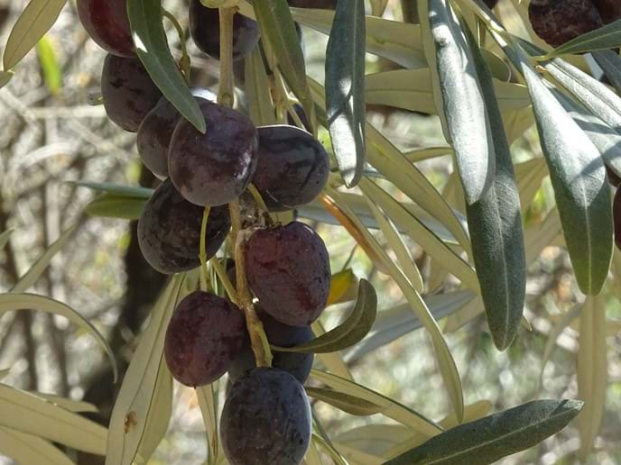 Nov 2017 - At long last the island has an olive harvest, for several years the crop has failed and the press has remained closed. This year everyone is picking, the press is working round the clock and the quality of the oil is out of this world!