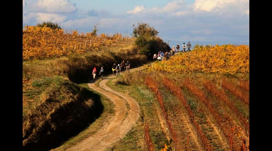 Autumn in the vineyards