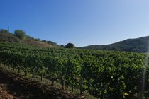 Autumn vineyards in Broquies