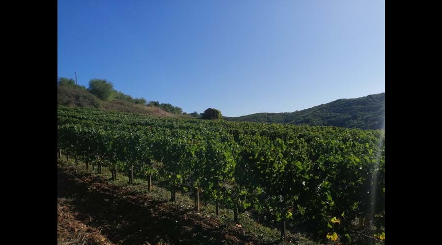 Autumn vineyards in Broquies