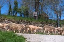 Local Brebis sheep on the lane by La Caze