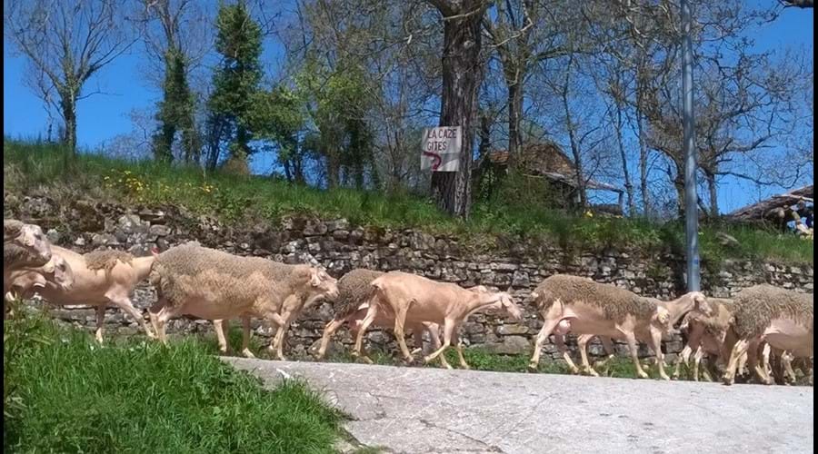 Local Brebis sheep on the lane by La Caze