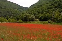 Summer poppy field near La Caze