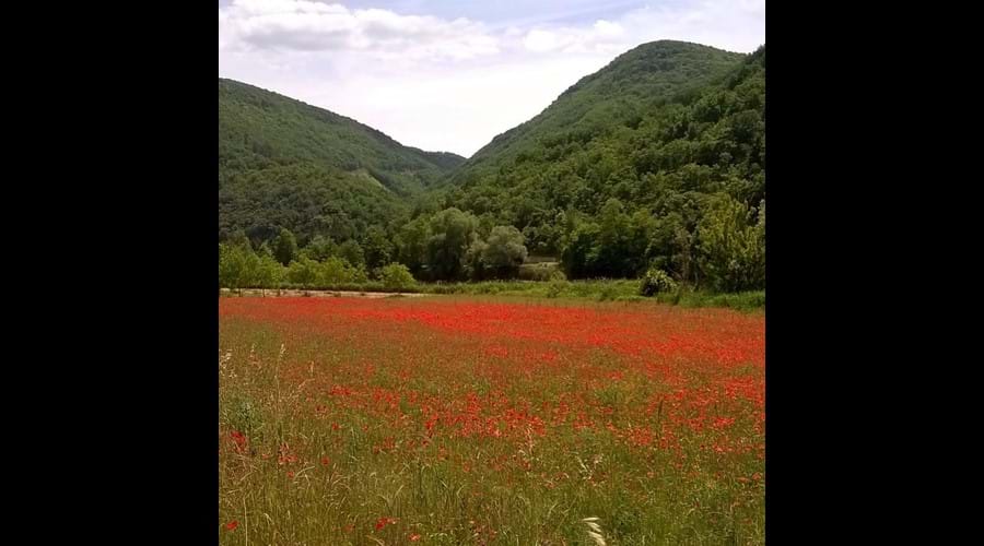 Summer poppy field near La Caze
