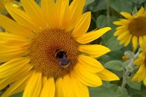 Sunflowers near La Caze