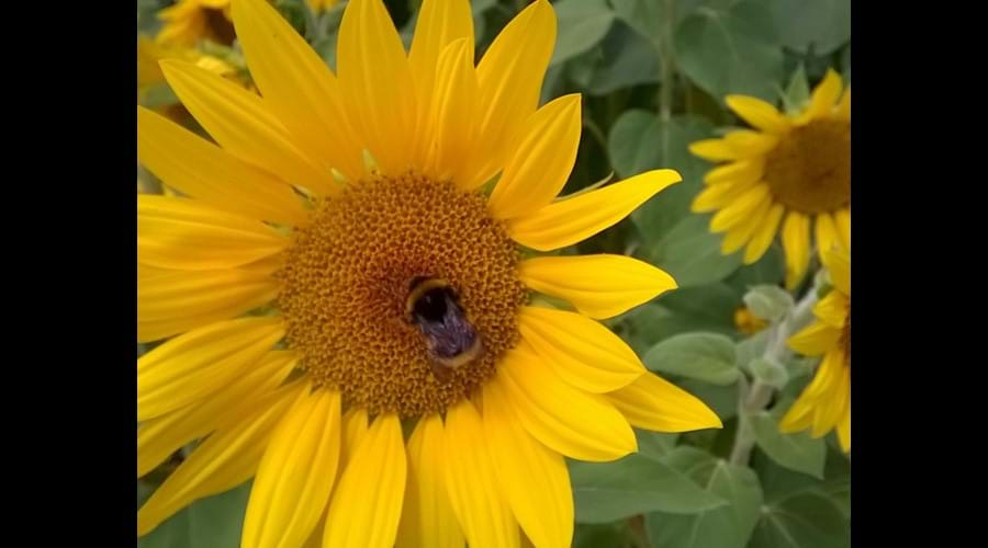 Sunflowers near La Caze