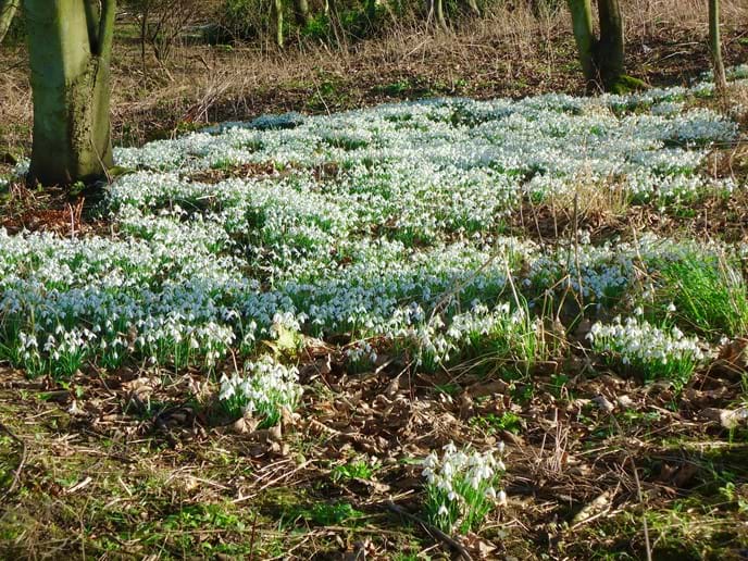 The woods around the Pele Tower are full of snowdrops in Spring