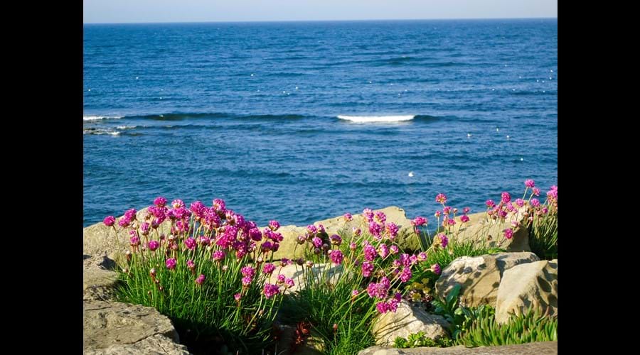 Sea-pinks in the rock garden in May