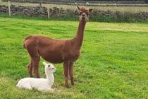 Jubilee and her baby Laurie born June 2021