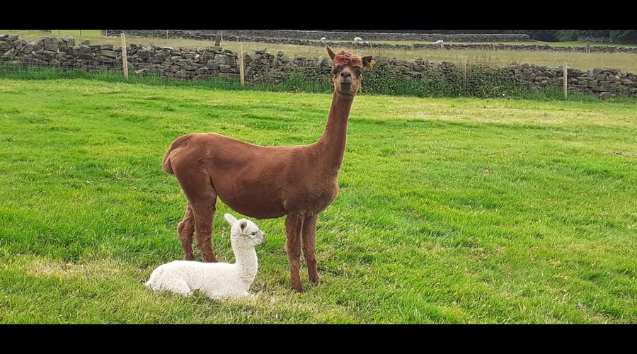 Jubilee and her baby Laurie born June 2021
