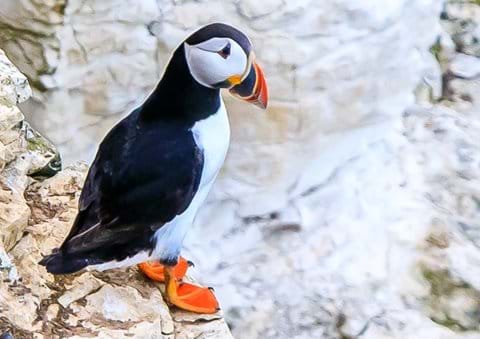Puffin on the cliffs at Flamborough 