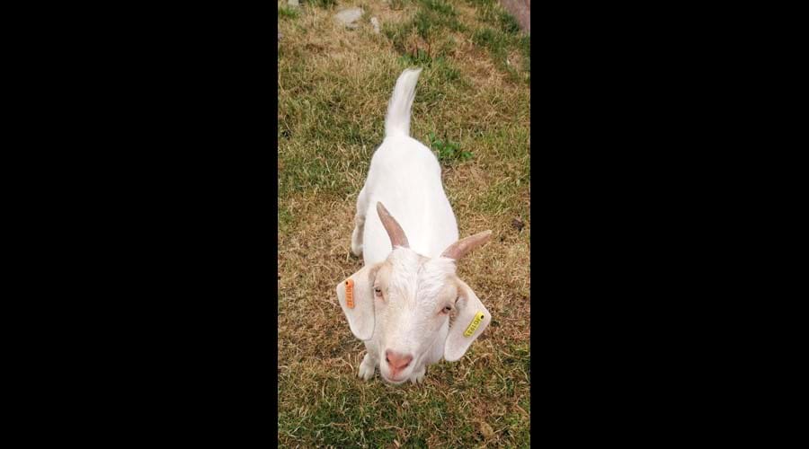 Amy - fancy taking her for a walk?