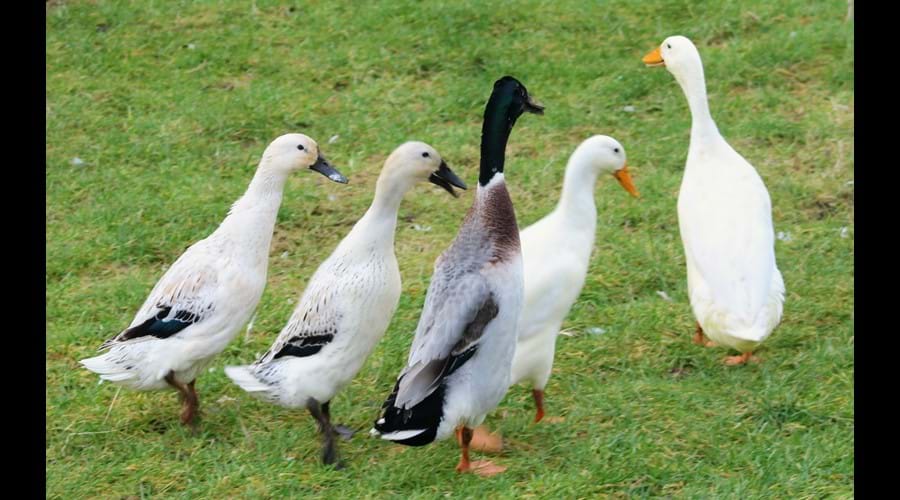 Runner Ducks