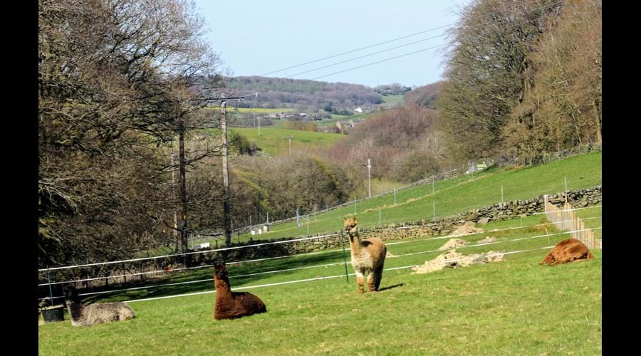 Our Alpacas