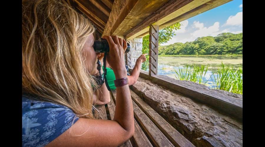 Wildlife watching at Cors Caron