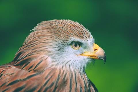 Our famous Red Kite