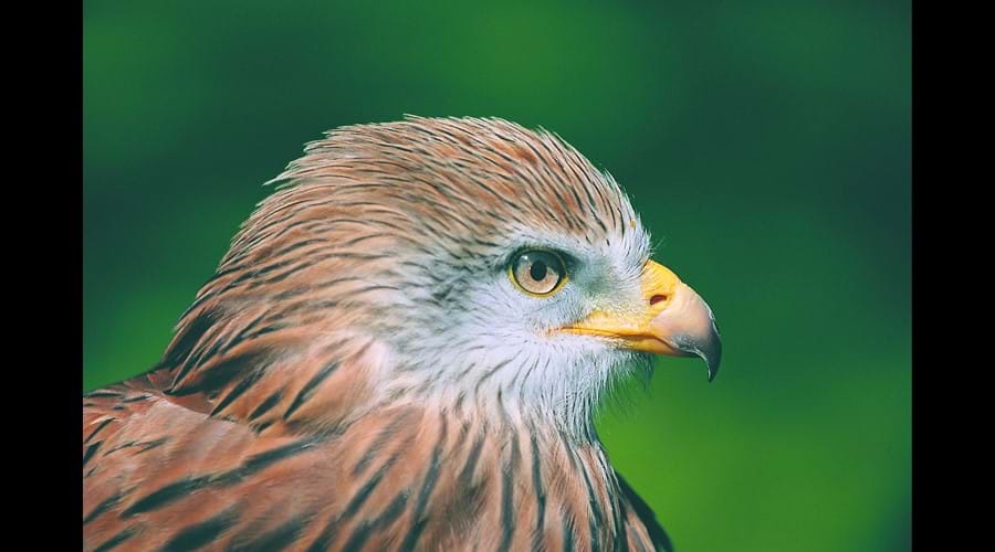 Our famous Red Kite