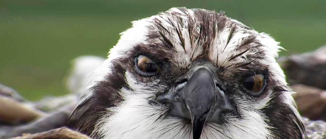 Osprey at Dyfi Osprey project