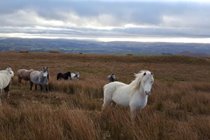 Wild horses can regularly be seen on the hills opposite the cottage