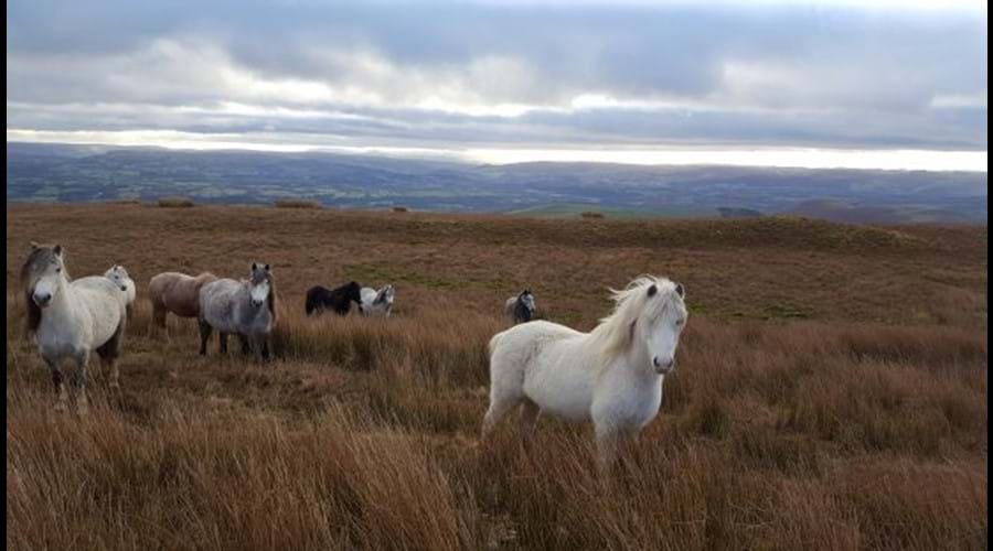 Wild horses can regularly be seen on the hills opposite the cottage