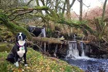 Cassie enjoying Nant Hafen waterfalls (a 5 minute walk from the cottage)