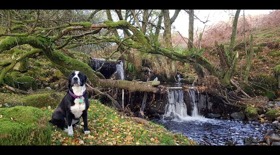 Cassie enjoying Nant Hafen waterfalls (a 5 minute walk from the cottage)