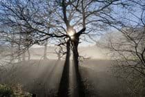 The Irfon Forest, a 20 minute walk from the cottage