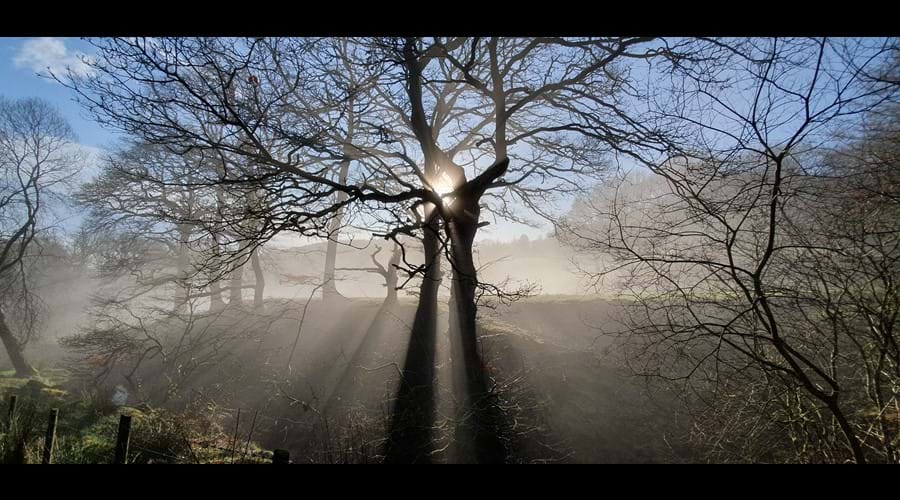The Irfon Forest, a 20 minute walk from the cottage