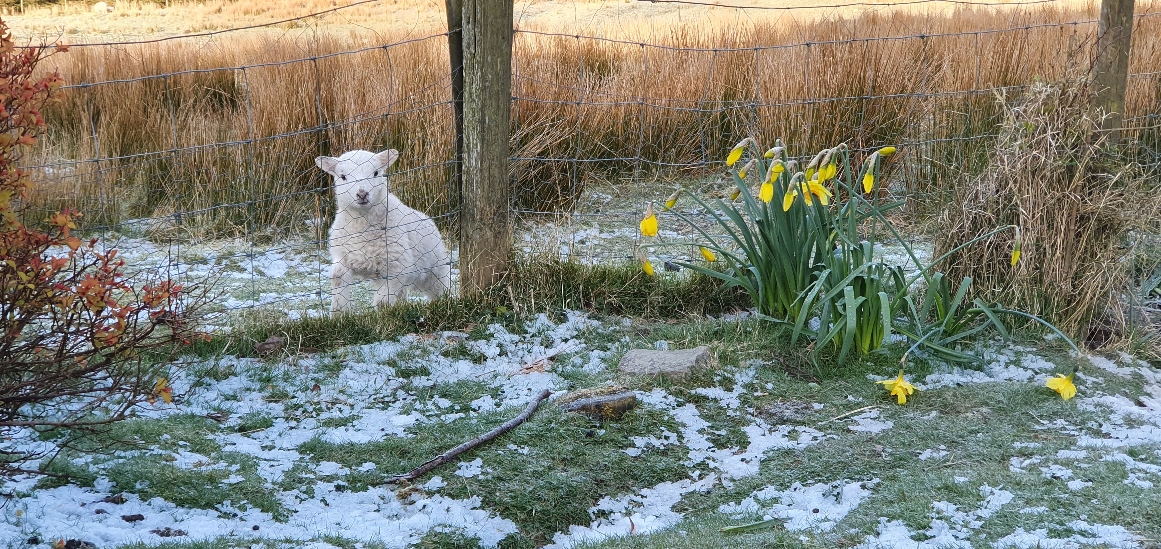 Spring lambs viewed from the conservatory