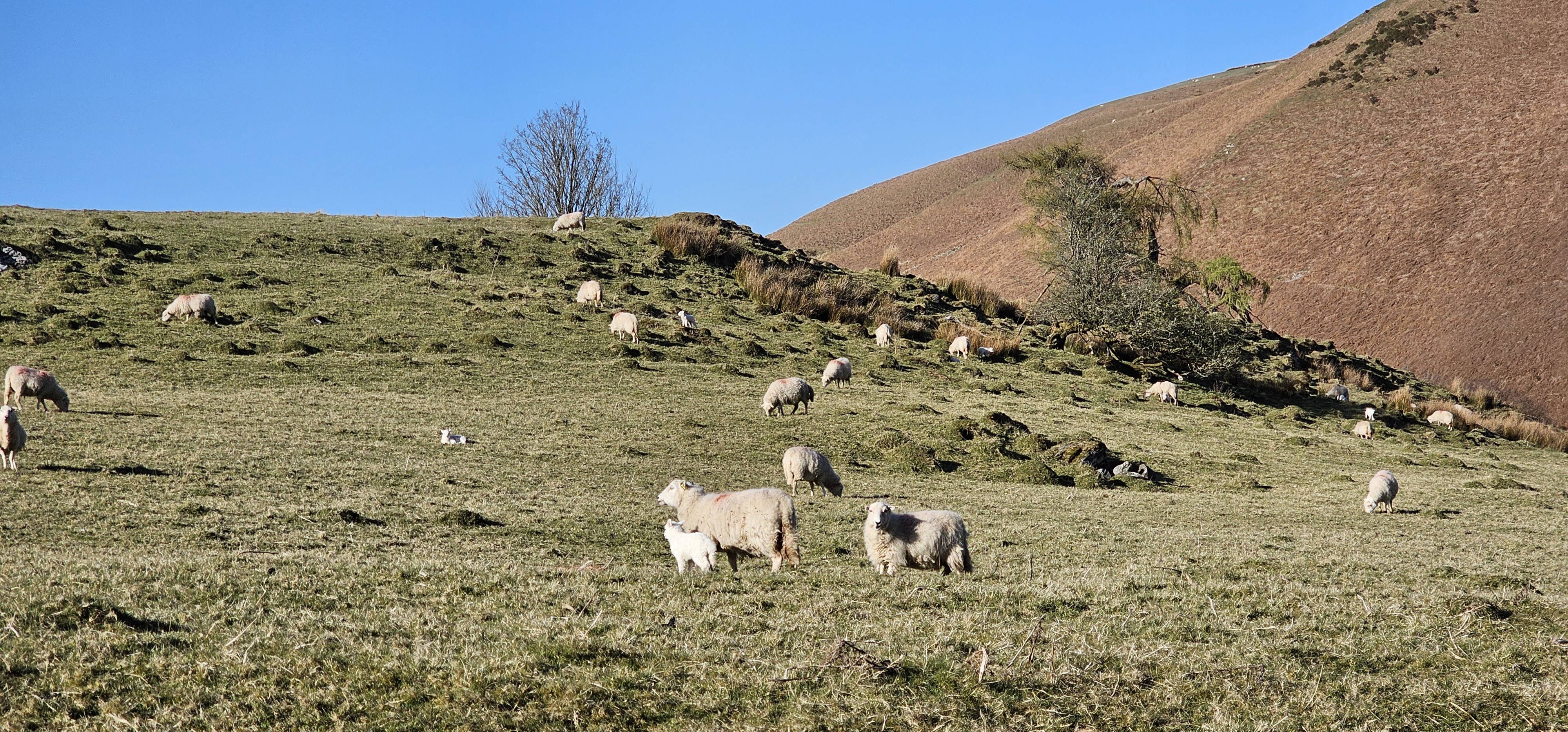 The cottage is surrounded by sheep on all sides!
