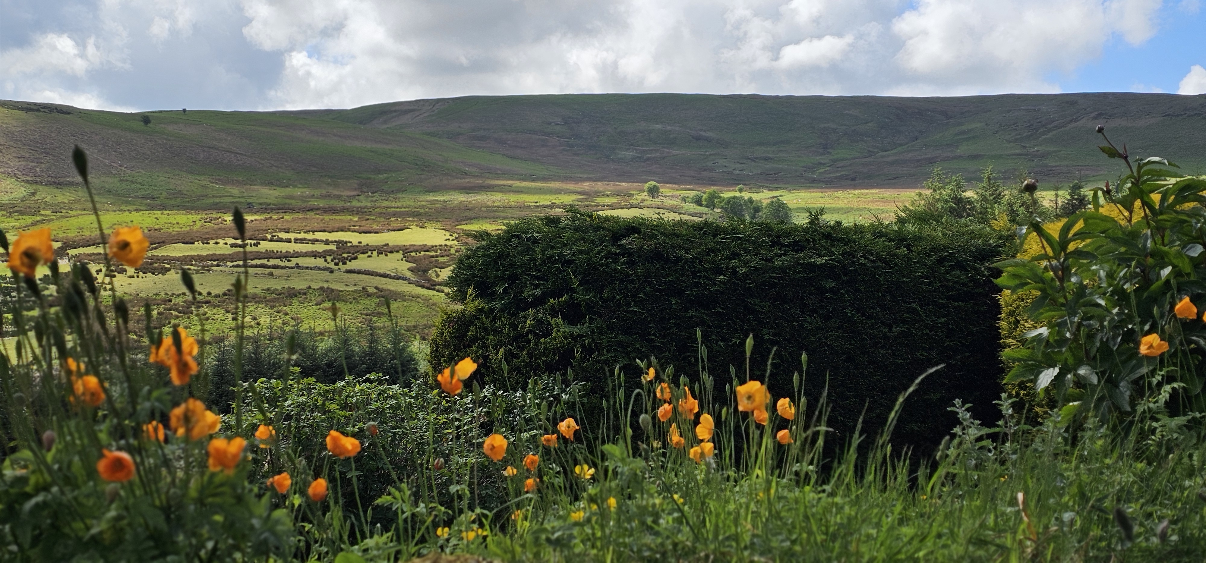 The garden is full of wild flowers