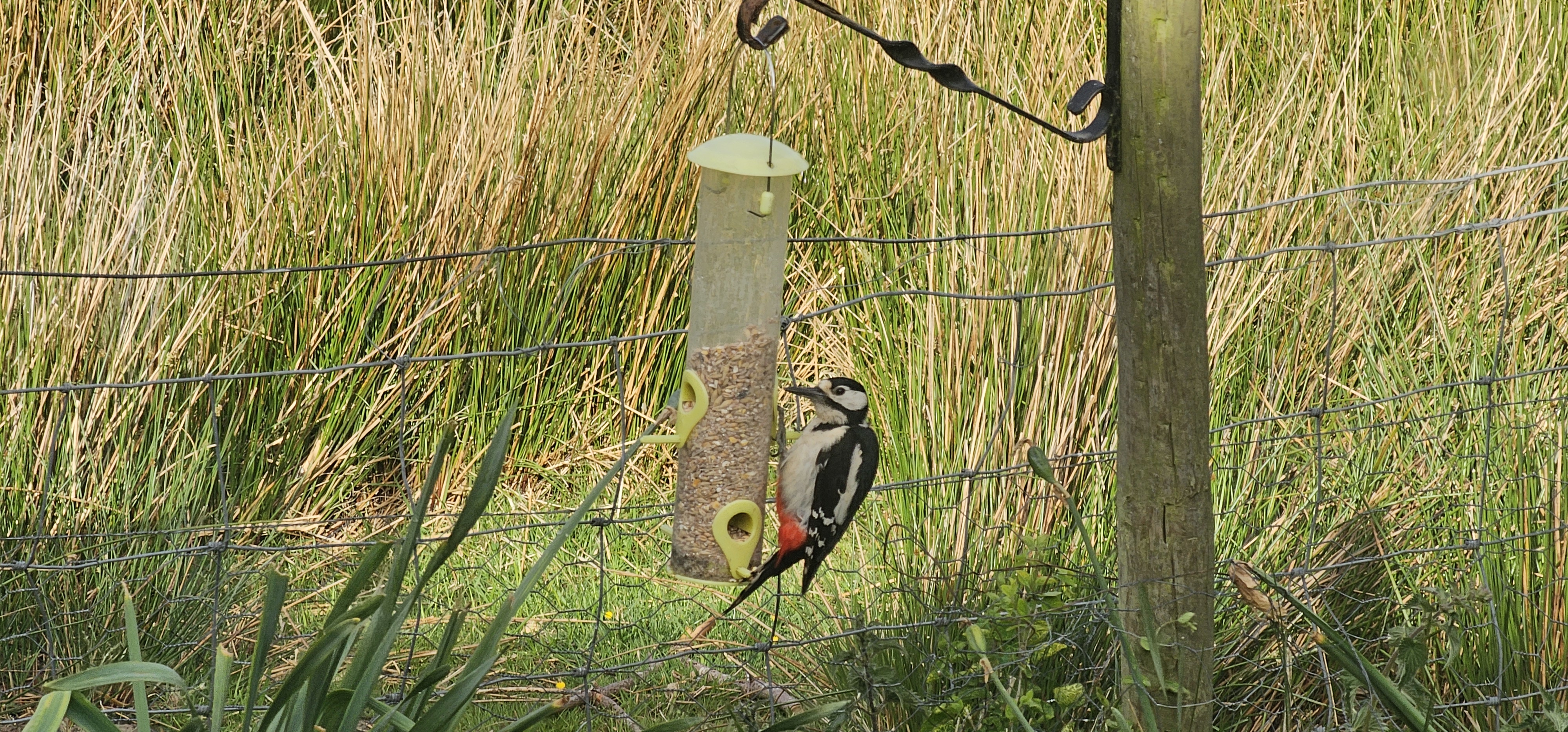 The garden is teeming with birdlife