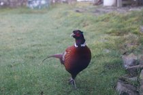 Philip the Pheasant is a regular visitor
