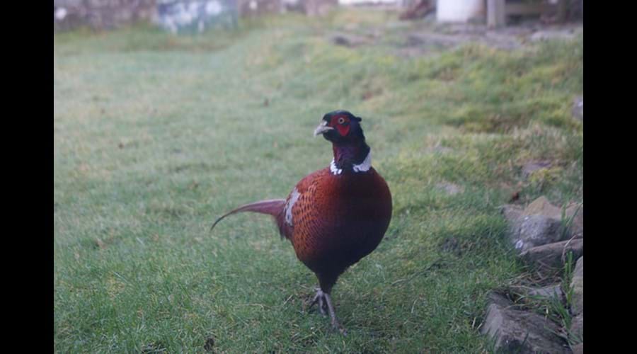 Philip the Pheasant is a regular visitor