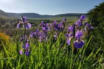 May at Little Pudding Cottage