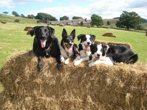 Playing on hay bales in the Dog Field, cottages behind