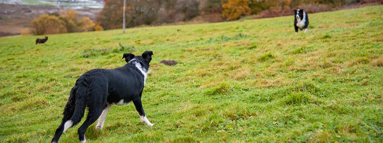 Multi dog best sale holiday cottages